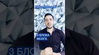 3 блока мозга #психология #психолог #нейропсихология #мозг