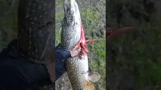 рыбалка на щуку,жор,щуки по 20кг,сазан рвет сети,браконьерства