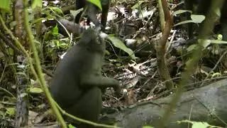 Ventral embrace