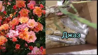 Последняя в этом году💯%!😉🙃 Обзор саженцев роз от Татьяны Козиной.🌹🌹🌹 