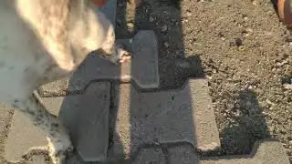 Ayakları bozulan eniğin 2 günde ayaklarının düzelmiş hali