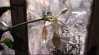 Цветет амазонская лилия.
