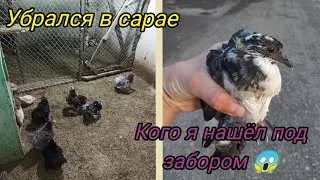 Нашëл птенца под забором. Убрался в сарае. Как поживает птичка.