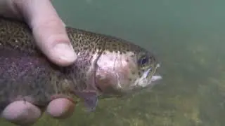 TROUT from a KAYAK! #shorts