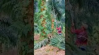 COBA KETAJAMAN EGREK