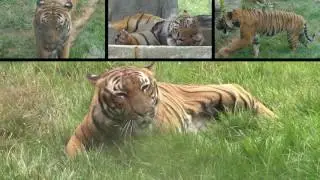 Kids Learn Animals Video Flashcards: Zoo Animals