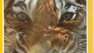 Opening & Closing To Land Of The Tiger 1993 VHS