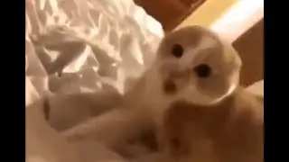 Кот в панике!