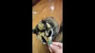 Kitty Loves Kale