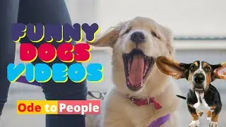 Dogs [New Cute and funny Videos]