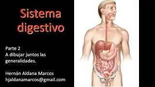 Sistema digestivo. Parte 2  Dibujo general