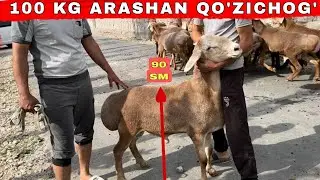 ARASHAN QO'ZICHOG'I 100 KG N1 LARI KELDI