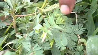 PLANTA TEMEROSA!! :o