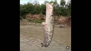 Fishing on the Sunzha River, catfish, barbel