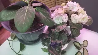 Комнатные цветы. Пересадка аспарагуса.