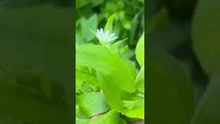 Звездчатка соедняя - вкусно и полезно #дикоросы
