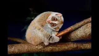 5 Surprisingly Deadly Creatures You Never Knew About!