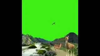 Nature green screen background video// jungle background video effects hd