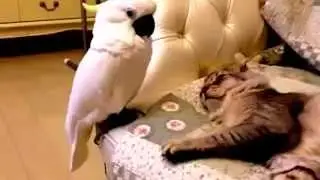 Попугайчик заскучал.
