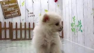 ワンラブ　ペットショップ　名古屋市　216326