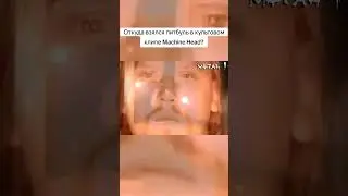Откуда взялся питбуль в культовом клипе Machine Head?