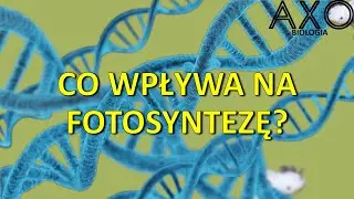 58. Czynniki wpływające na fotosyntezę