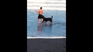 Beach Dog