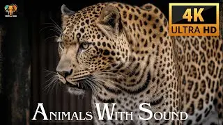 ANIMALS 4K WITH SOUND
