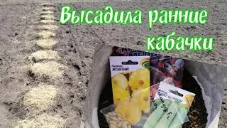 Посеяла ранние кабачки, эксперимент.
