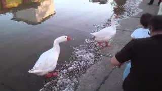 TEATAR NA SAVI ~ REČNI LORDOVI ....