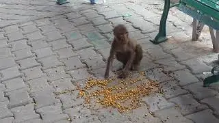 Monkey Eating Chana