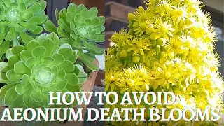 Aeonium blossoming -  Death Blooms