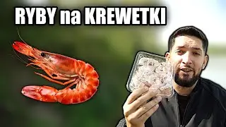 KREWETKI - Czy to dobra przynęta na RYBY?