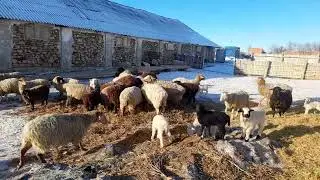 Зимнее содержание овец Ташлинмкой породы и Эдельбаевской поместной