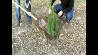 посадка деревьев. Молодежный проект "Добро"