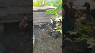 Наши уточки #жизньвдеревне