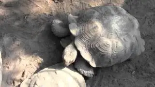 Dubai ZOO
