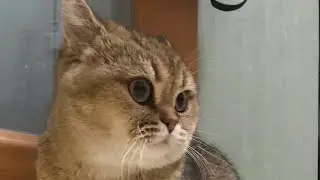 Моя кошка (часть 1)