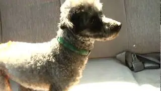 Animal Cruelty PSA