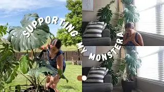 How to add a large Monstera Deliciosa to a wood plank