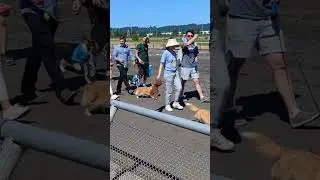 Corgi Races 2023! 🐕🏁