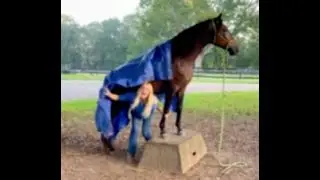 Academy Student Contest - Chip - Paso Fino Gelding (FOR SALE) | The Horse Guru - Michael Gascon