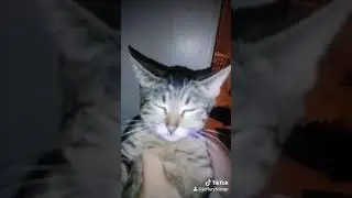 My cat told me I'm a horrible person tik Tok