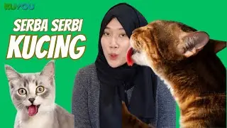 FAKTA MENARIK BINATANG TERFAVORIT DI INDONESIA #kucing #kucinglucu