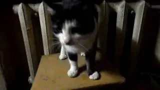 Кошка Ксюния Кисюния