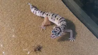 Leopard gecko feeding time! Juvenile eating crickets