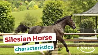 Silesian Horse | characteristics, origin & disciplines