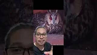 Coruja x falcão