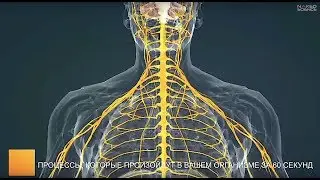 Какие процессы произойдут в вашем организме в следующие 60 секунд?