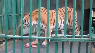 #tiger eating | Tiger at zoo | Tiger with Bone | Animals zone |